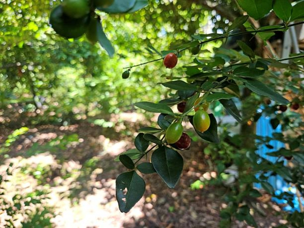 Cách trang trí cây quất ngày Tết đẹp